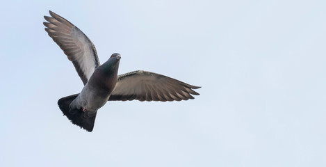 Pigeon in flight close up, blue sky