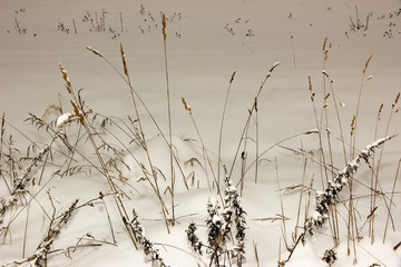 dry stalks of tall grass in snowdrifts on the field in winter