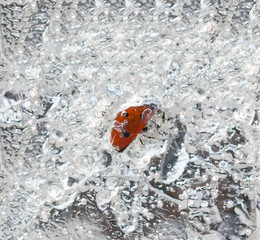 frozen ladybug on ice