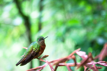 hummingbird on a branch
