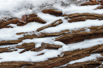The texture of the tree trunk bark covered with snow at the wintertime