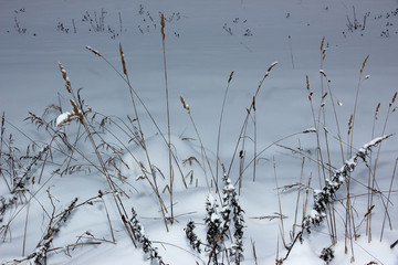 dry stalks of tall grass in snowdrifts on the field in winter