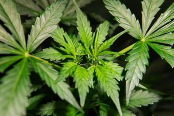 growing medical marijuana indoor