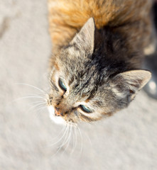 Kitten at feet on ground background