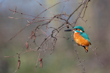 Eisvogel