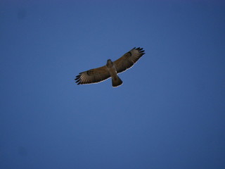Obraz premium Bussard(Buteo buteo) im Flug von Unten