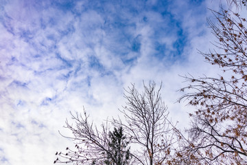 Thin branches of a larch on a slightly cloudy winter day against the blue sky.