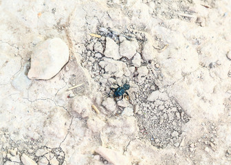 dehydrated black bug died in the heat on dried up earth