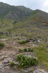 Kalbak-Tash tract, famous for its petroglyphs with images of animals. 