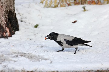 bird food