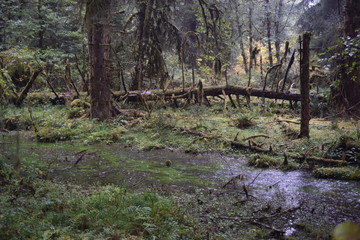 Olympic National Park, WA., U.S.A. Oct. 18, 2017. Hoh Forest autumn.  Rainy day.