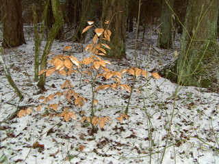 Winter außerhalb der Stadt