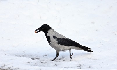 Fototapeta premium crow on snow