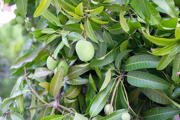 mango on mango tree branch