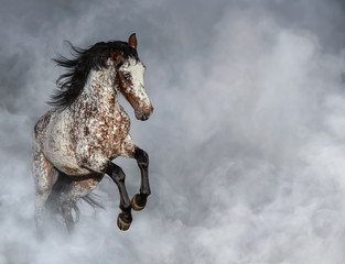 Portrait of Appaloosa horse in light smoke.