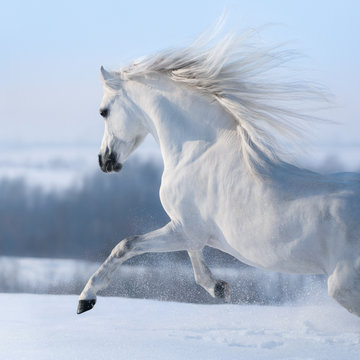 Beautiful white horse with long mane galloping across winter meadow.