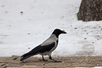 crow on the ground