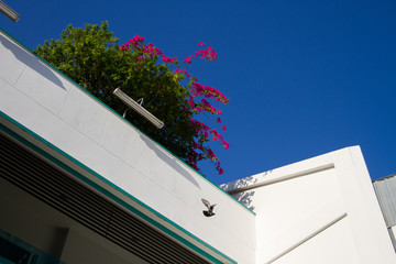 pigeon flies off the flowered trees on roof