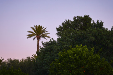 A palm tree at the forest after sunset with pink sky in the background in Morocco Africa