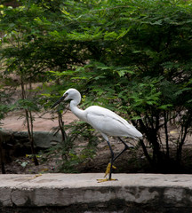 Ave, de plumas blancas, patas amarillas y pico negro paseando por un muro, India