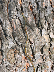 pine processionary parading on the trunk of a tree