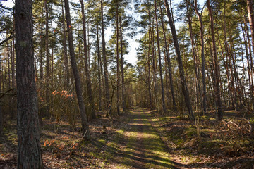 Obraz premium Natural trail in a pine tree forest