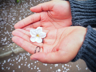 Sakura or cherry blossom flower in woman hands.