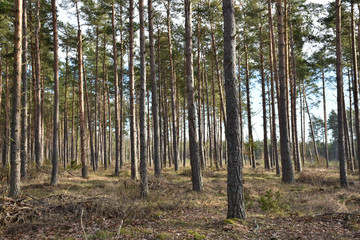 Bright pine tree forest