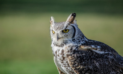 great horned owl