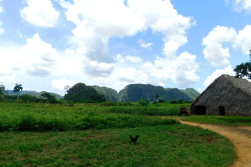 Tobacco Farm in Vinales Valley, Cuba.