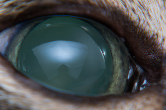 Acute glaucoma in adult cat