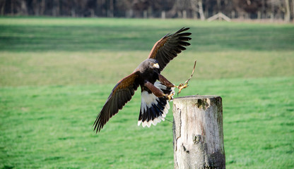kite in flight