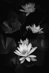 Monochrome water lily against a dark background in the water