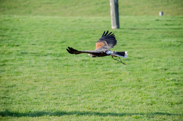 Kite - birds of prey