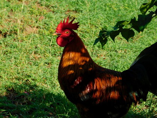 Rooster looking at you, St. Thomas, US Virgin Islands