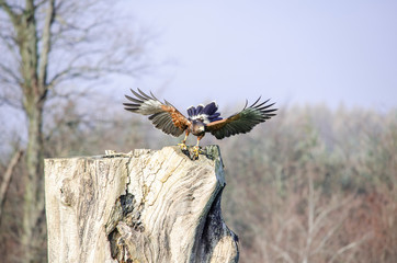 Kite - birds of prey