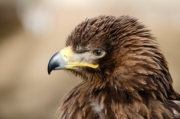 portrait of an eagle - birds of prey