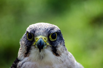bird of prey