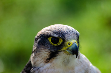 bird of prey