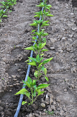 Drip irrigation system when growing vegetables in the open ground