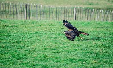 Harris hawk - birds of prey