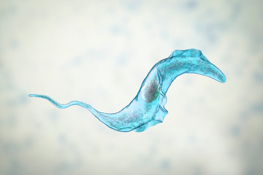 Trypanosoma cruzi parasite, 3D illustration. A protozoan that causes Chagas' disease transmitted to humans by the bite of triatomine bug