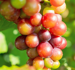 Macro about sweet grapes om tree