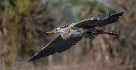 Obraz premium Great Blue Heron 