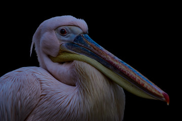 Close-up side view of a Great white pelican isolated on a dark black background