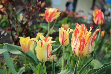 Close view of colorful yellow and red tulips from the garden collected on March 8