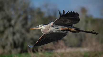 Great Blue Heron 