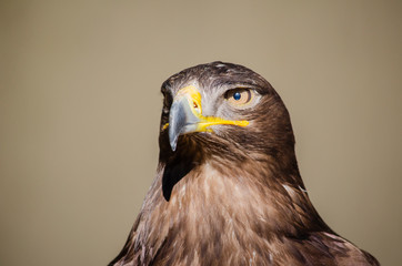 portrait of an eagle - birds of prey
