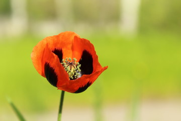 Close-up photo of red and purple poppy open in full bloom during Spring