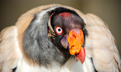 portrait of a king vulture - birds of prey